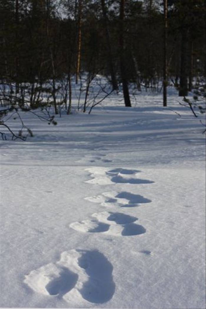 Tracks in the snow (Jennifer Horn)