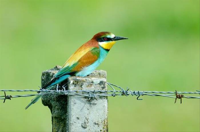 European Bee-eater (Richard Stern)