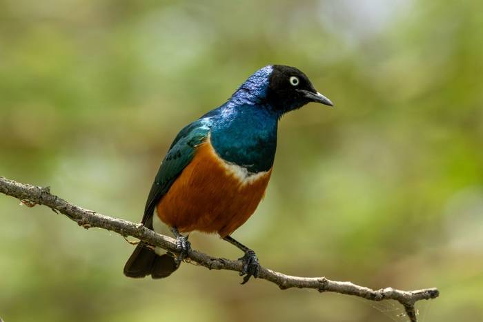 Superb Starling © Carole and David Clarke, February 2026 tour