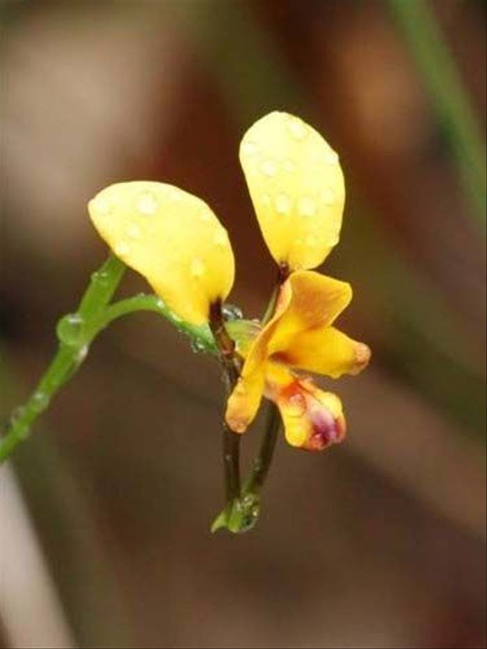 Yellow Flower (Susan Jenkins)