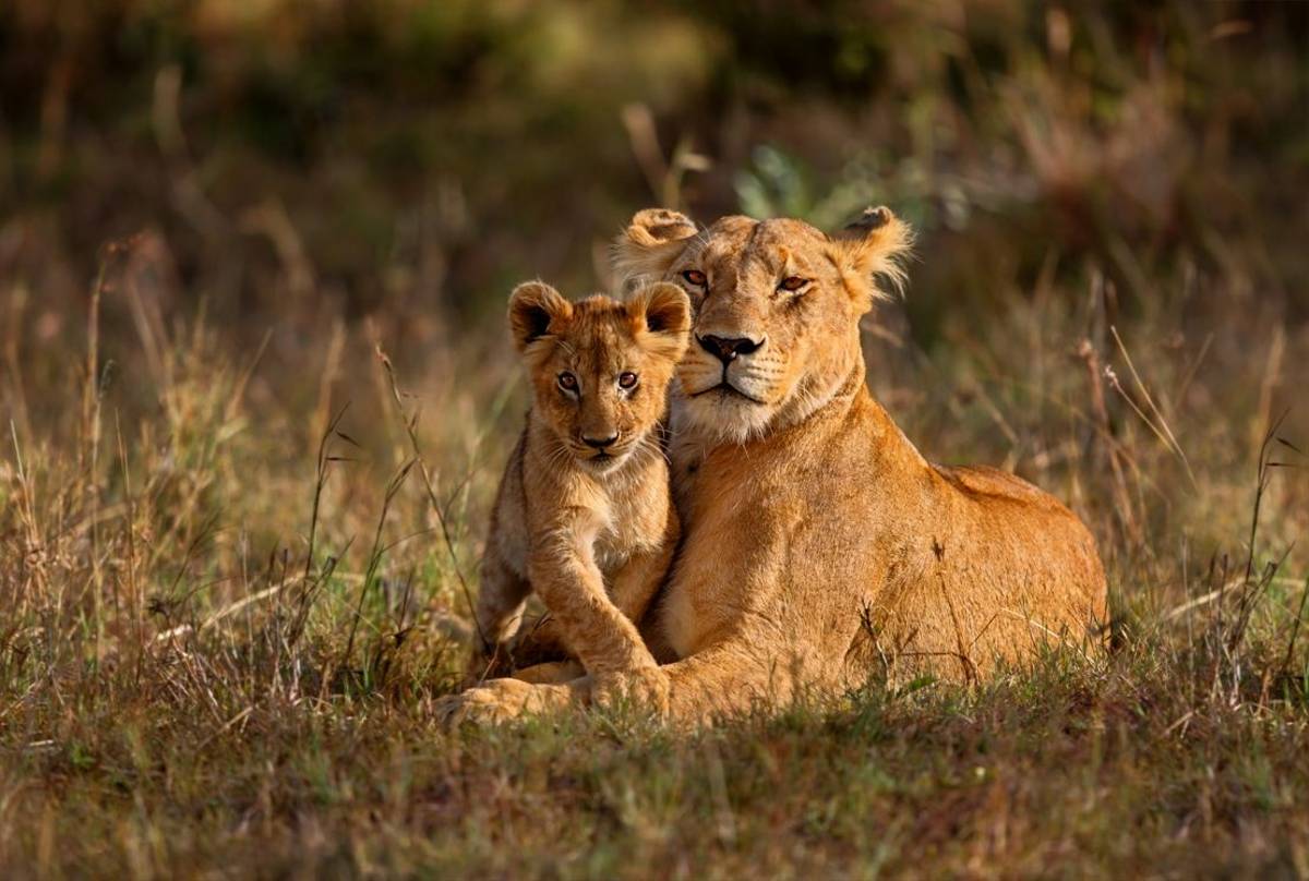Lion, Tanzania