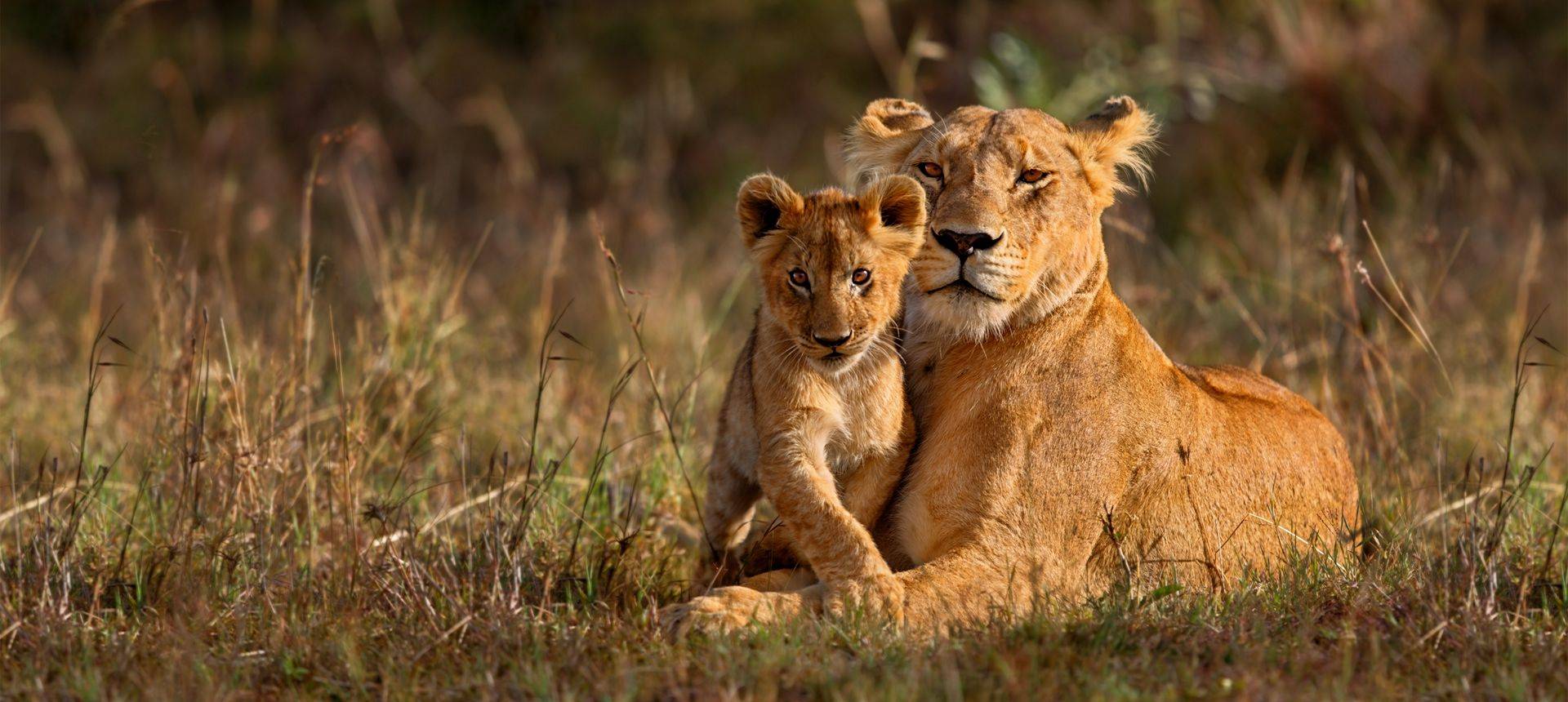 Lion, Tanzania