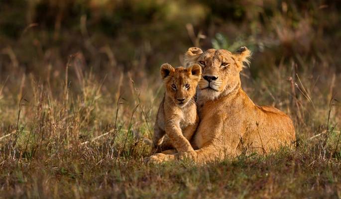 Lion, Tanzania