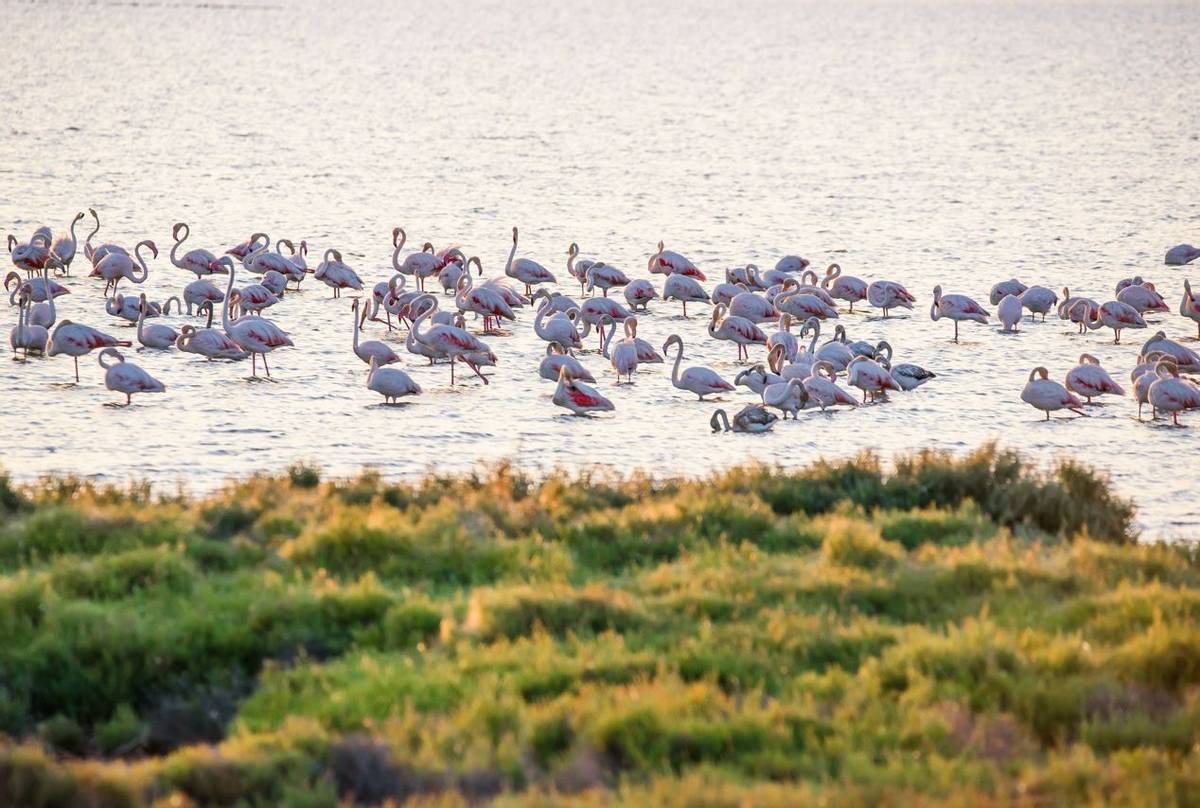 Flamingos Ebro Delta, Spain Hutterstock 734435305