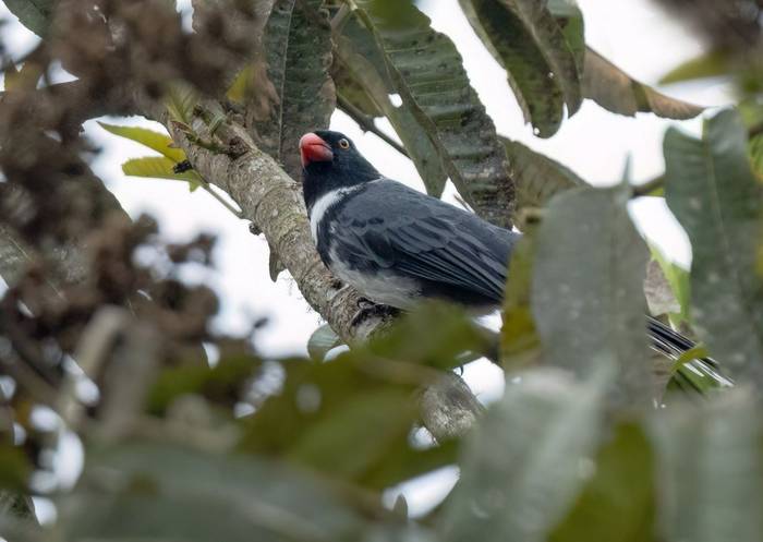 Masked Saltator (Ian Hilton).jpg