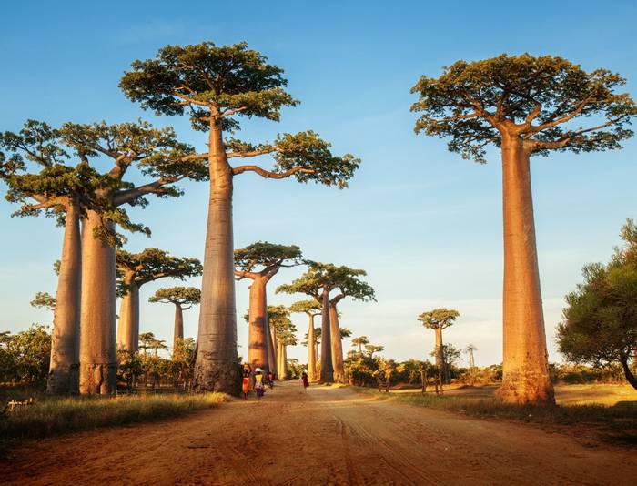 Avenue Of Baobabs Madagascar