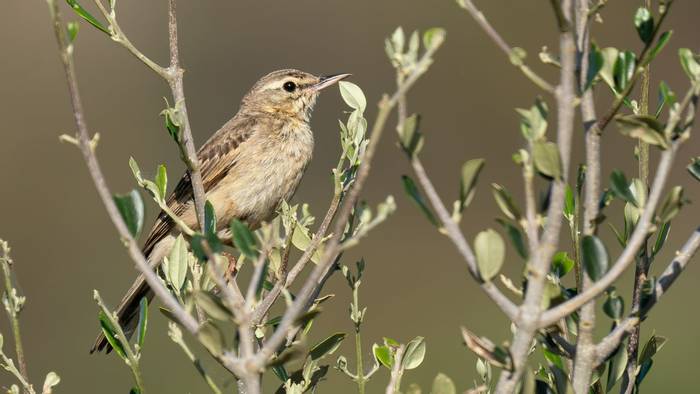 Tawny Pipit (Simon Tonkin) (2).jpg