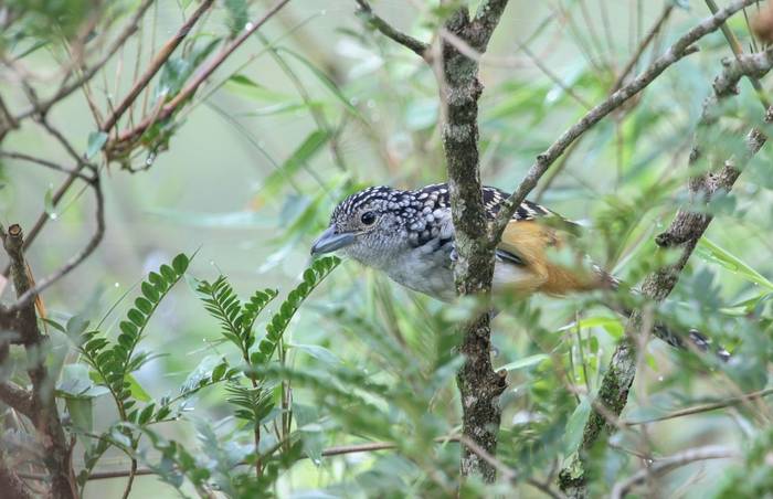 Spot-backed Antshrike, Paraguay shutterstock_1641969190.jpg