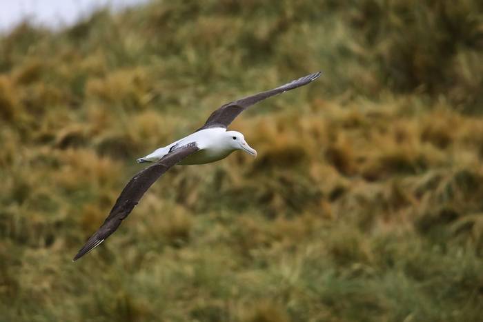 Northern Royal Albatross, New Zealand shutterstock_1421906204.jpg