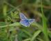 Adonis_Blue_Butterfly.JPG