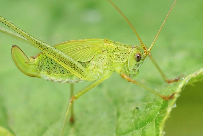 Sickle-bearing Bush-cricket (Phaneroptera falcata)