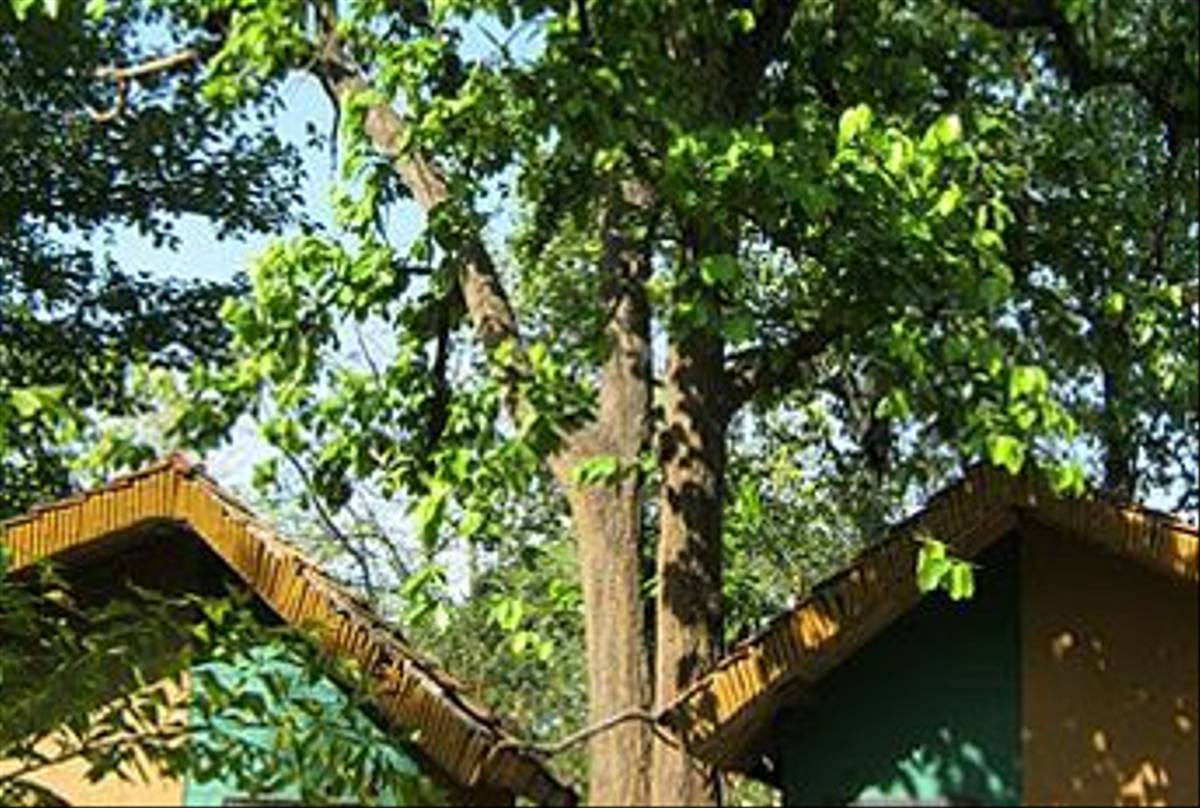 Nature Heritage Resort, Bandhavgarh