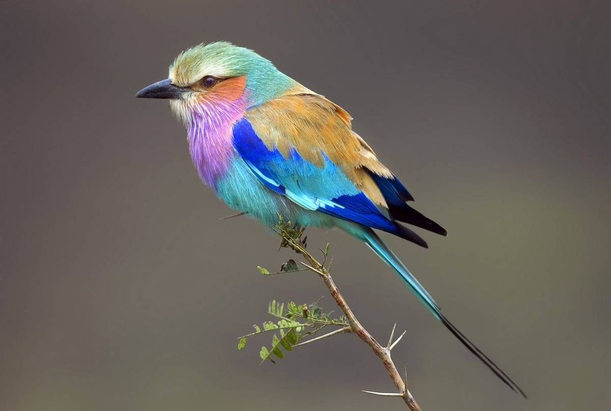 Lilac-breasted Roller