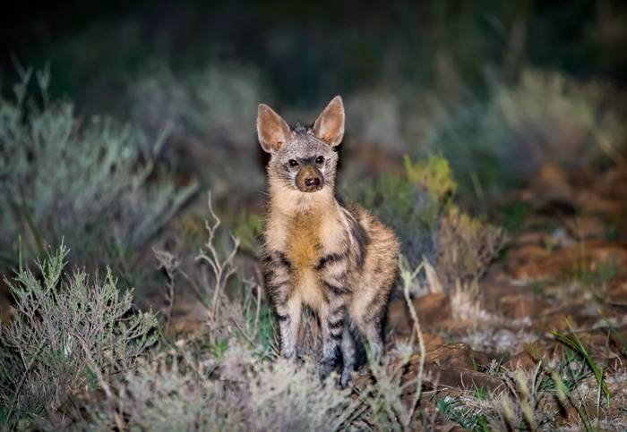Aardwolf, Namibia shutterstock_1489837505.jpg