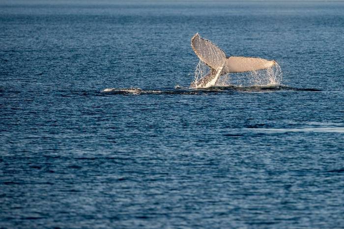 Humpback Whale, Western Australia shutterstock_314810453.jpg
