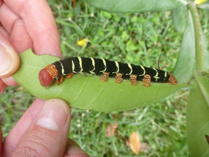Frangipani hawkmoth caterpillar (Ed Drewitt).jpeg