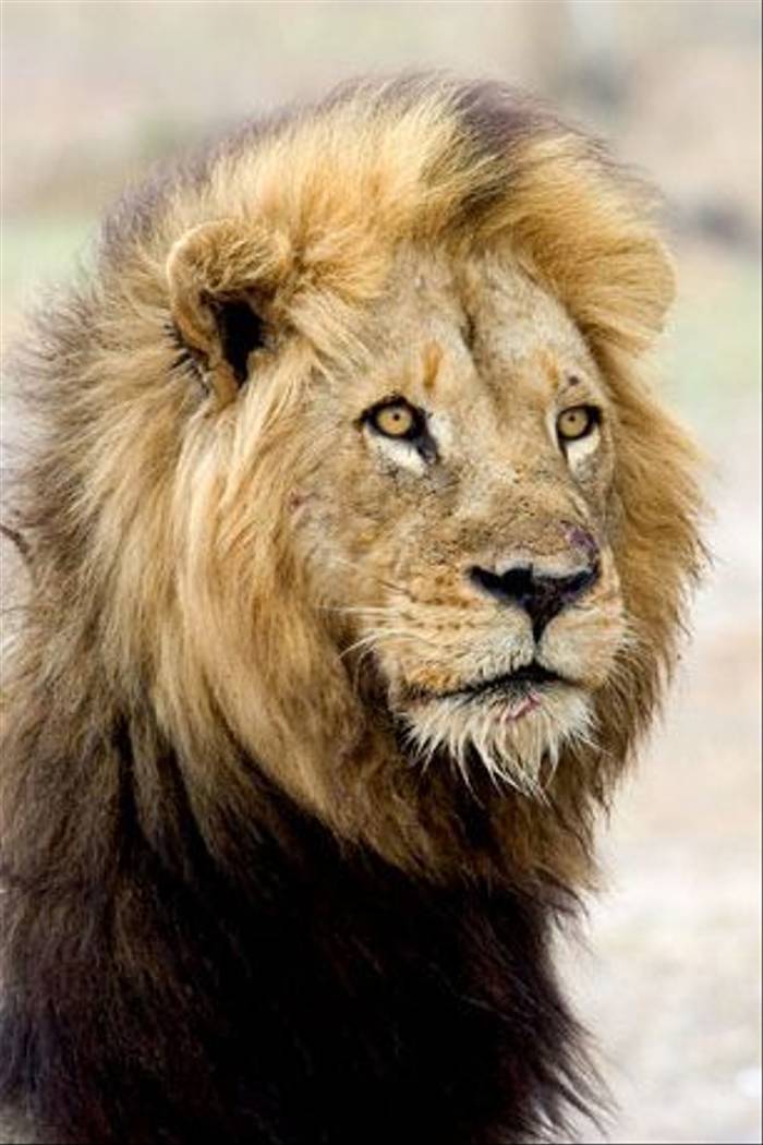 Male Lion (Leon Marais)