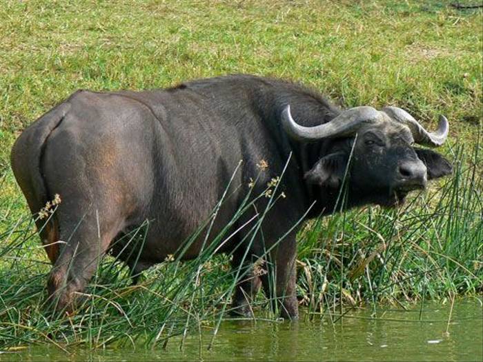 African Buffalo (Tom McJannet)