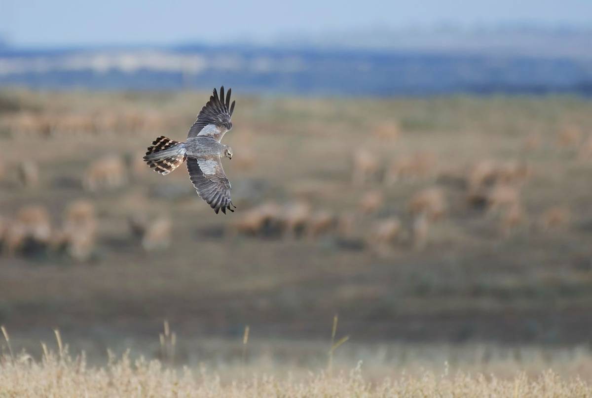 Montagu's Harrier shutterstock_1312180571.jpg