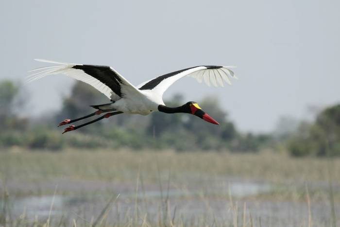 Saddle-billed stork shutterstock_27708997.jpg