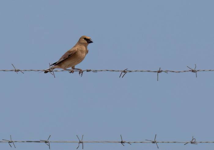 Desert Finch © Chris Griffin, May 2025.jpg