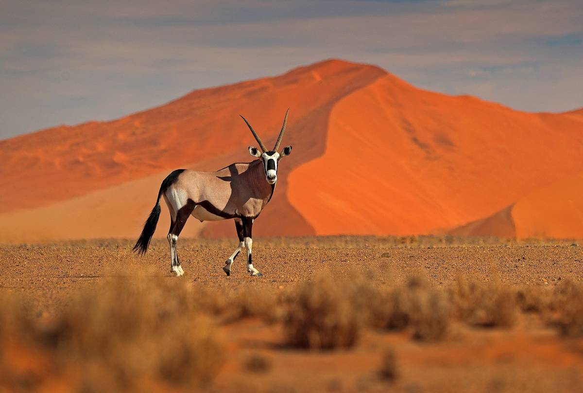 Gemsbok,-Namibia-shutterstock_1284569848.jpg