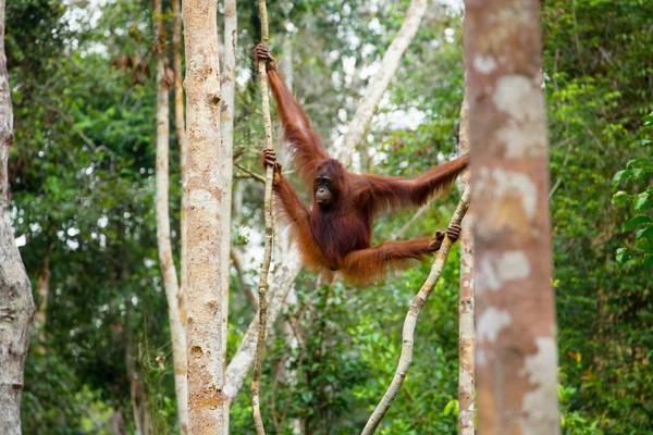 Orangutan, Borneo shutterstock_233603269.jpg