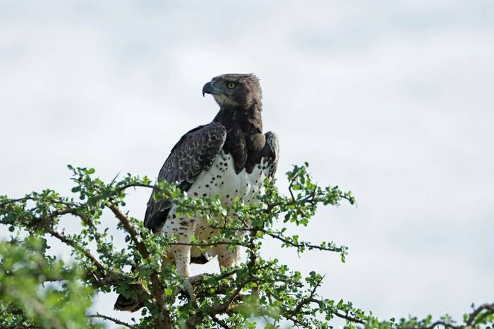 Martial Eagle © Laura and Bobby Bok, April 2023