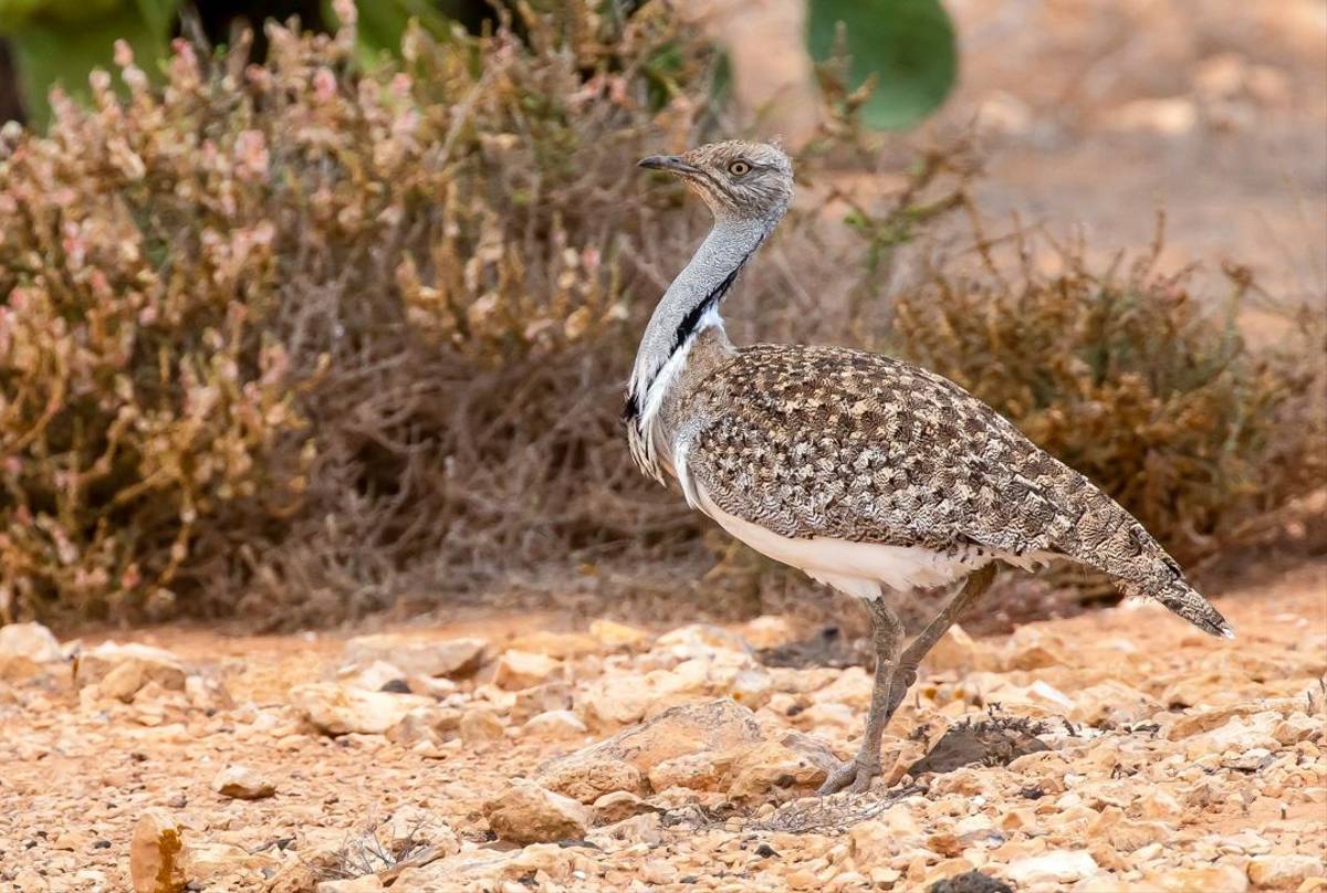 Houbara Bustard (Brian Small).jpg