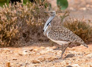 Go Slow in Fuerteventura