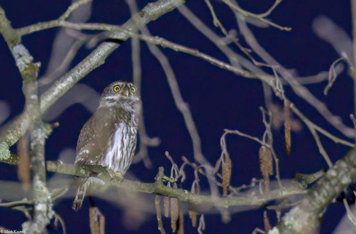 Pygmy owl © Mark Kaptein