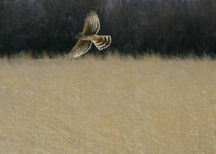 Hen Harrier (Female) shutterstock_2958563.jpg