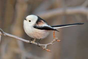 'Northern' Long-tailed Tit