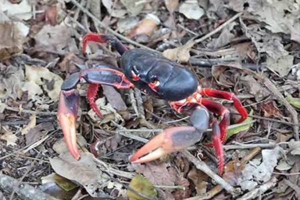 Land Crab (Steve Wakeham)