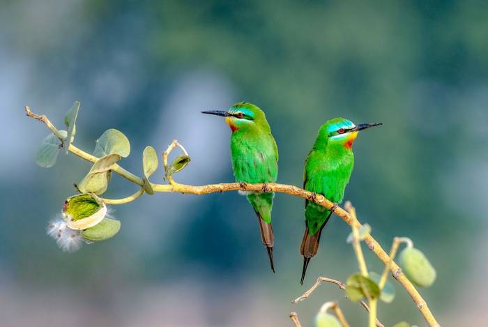 Blue cheeked Bee-eater, Armenia