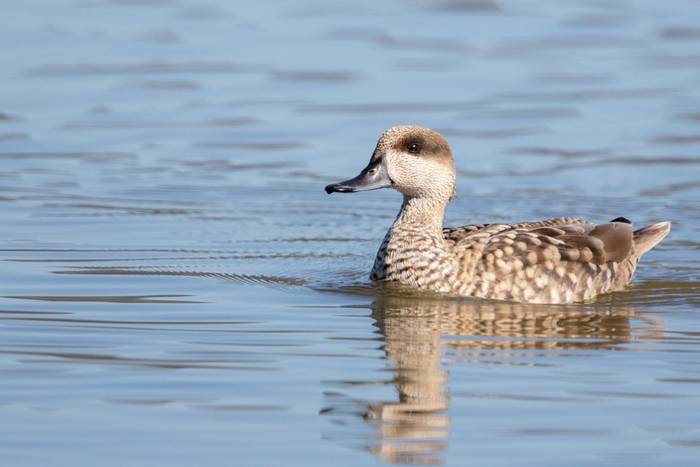 Marbled Duck shutterstock_1156152154.jpg