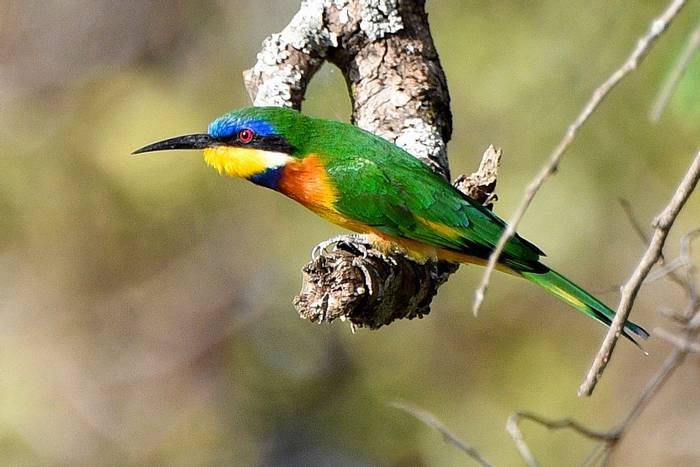 Ethiopian Bee-Eater © Helen Pinchin