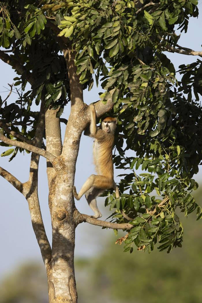 Nambikala, Kombo East, The Gambia
