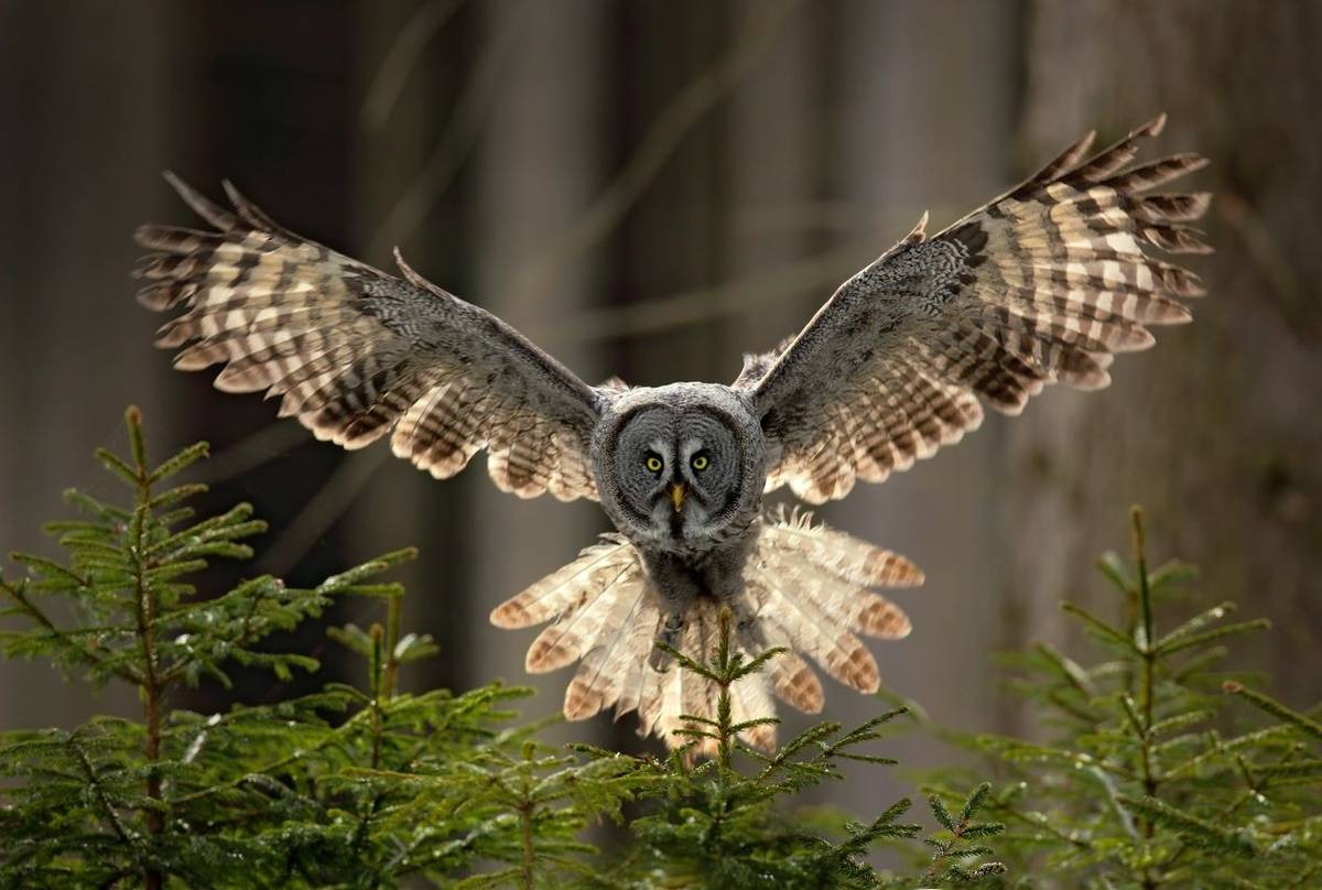 Great Grey Owl Shutterstock 470385899