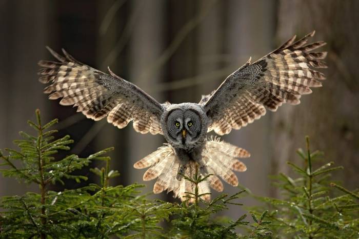 Great Grey Owl Shutterstock 470385899