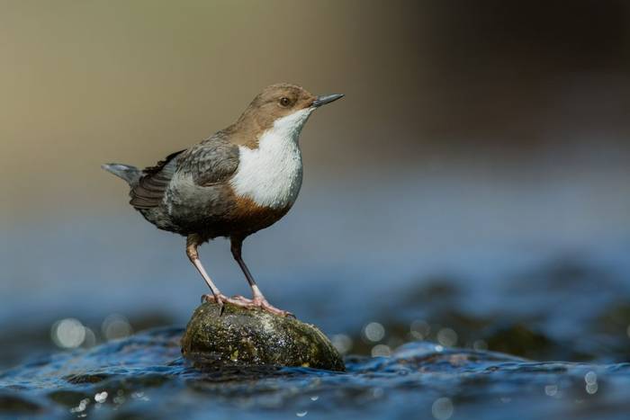 Dipper