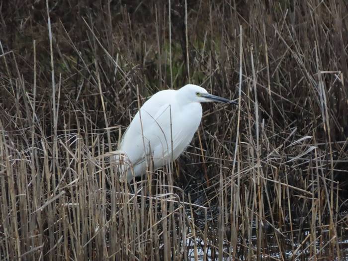 Little Egret, Keyhaven Marshes © Jonathan Mycock