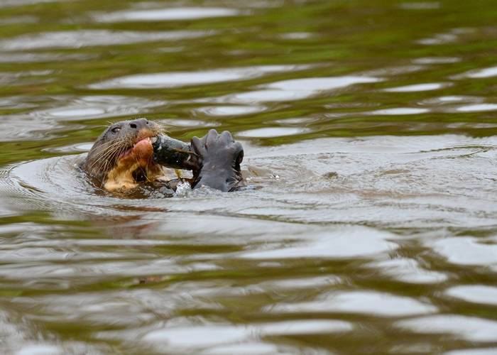 Giant River Otter (Stephen Woodham)