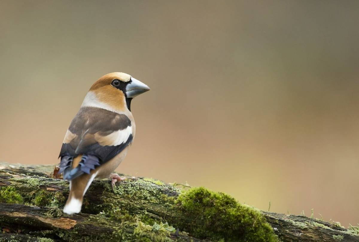 Hawfinch shutterstock_268915127.jpg