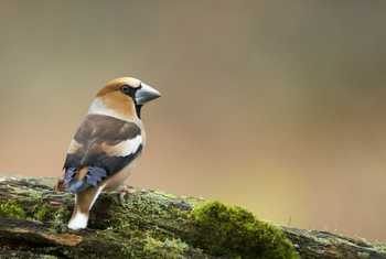 Hawfinch shutterstock_268915127.jpg