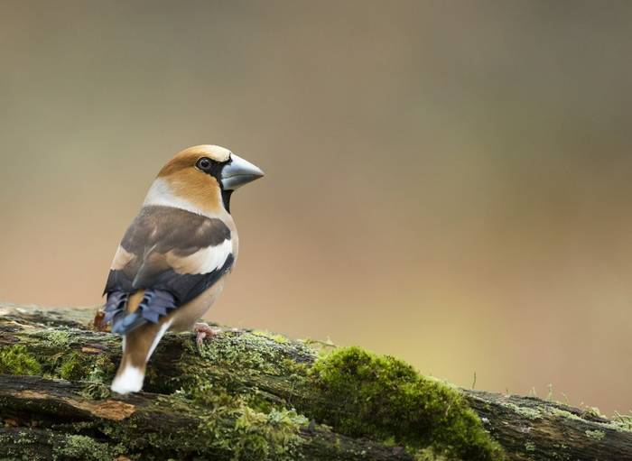 Hawfinch shutterstock_268915127.jpg