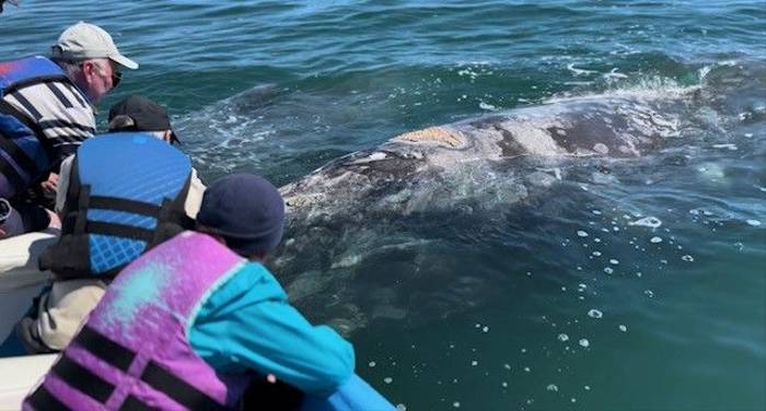 Gray whale encounter.jpg