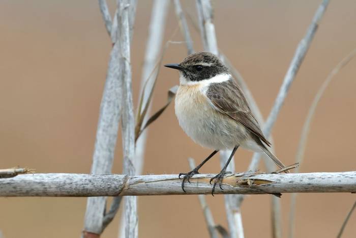 Fuerteventura Stonechat © Dave Jackson, November 2025 tour