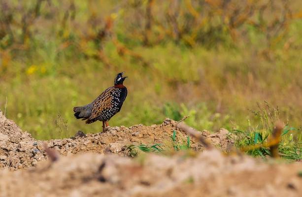 Black Francolin, Azerbaijan