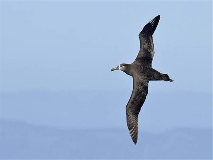 Black-footed Albatross (Paul Marshall)
